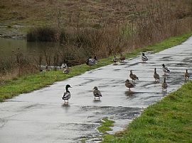 Single Family Home in Bethany, Back to Green Space in Portland, OR (Photo 8 of 9)