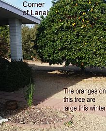 Super Bowl Close in Sun City West, AZ (Photo 6 of 12)