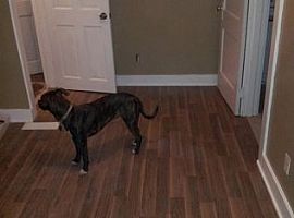 2247 S Smithville Rd, Dayton Rent 500 Deposit 500 Total 1000 in Dayton, OH (Photo 4 of 12)