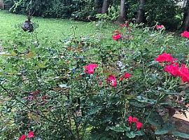 1122 Stevens Ave Ne,Huntsville, Al 35801 in Huntsville, AL (Photo 7 of 7)