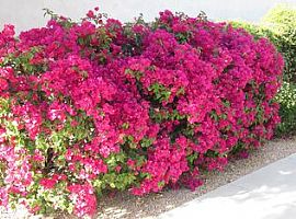 14875 N 103rd St, Scottsdale, Az 85255 in Scottsdale, AZ (Photo 3 of 10)