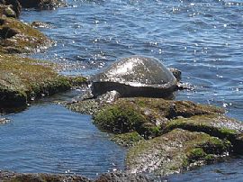 1 Bd/ 1 Ba/ 752 Sqft in Captain Cook, HI (Photo 10 of 12)