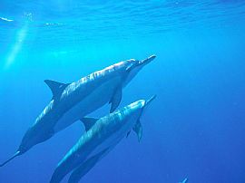 1 Bd/ 1 Ba/ 752 Sqft in Captain Cook, HI (Photo 11 of 12)