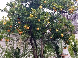 2060 Albury Ave, Long Beach in Long Beach, CA (Photo 5 of 5)