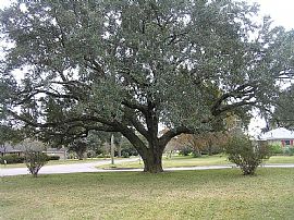 7054 Silver St, Mobile, Al 36619 in Mobile, AL (Photo 12 of 12)