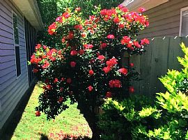 120 High Ridge Trce, Pelham, Al 35124 in Pelham, AL (Photo 12 of 12)