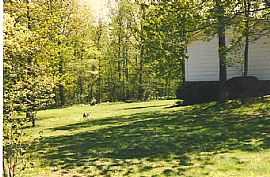 SINGEL FAMILY in Catharpin, VA (Photo 2 of 3)