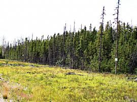 Alaska Land 1.35 Acres, in Chugiak, AK (Photo 4 of 9)