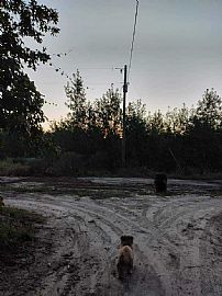 22.97 Acres and 2 Bedroom  in Bennettsville, SC (Photo 2 of 12)