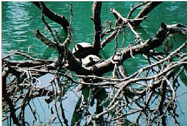 Water Front Condo in Winter Haven, FL (Photo 3 of 6)