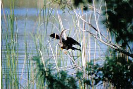 Water Front Condo in Winter Haven, FL (Photo 6 of 6)