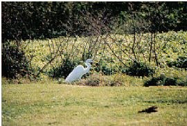 two bedroom on Lake Buckeye in Winter Haven, FL (Photo 5 of 6)