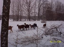 Peace and Harmony in Benzonia, MI (Photo 6 of 6)