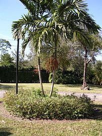 House For Rent in Miami, FL (Photo 3 of 5)