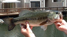 Quiet lagoon front condo in Discovery Bay, CA (Photo 5 of 5)