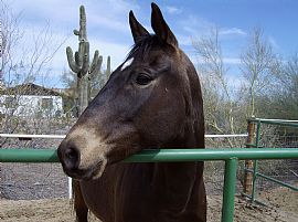 Condo in Apache Junction, AZ (Photo 5 of 5)