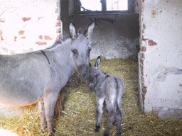 Beautiful, Newly Renovated Condo 4lease in Saint Louis, MO (Photo 4 of 5)