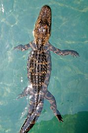 Beautiful, Newly Renovated Condo 4lease in Saint Louis, MO (Photo 5 of 5)