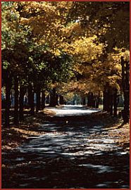 Newly Rehabbed Spacious Condos in Normal, IL (Photo 5 of 5)