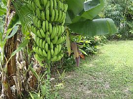 Largest Affordable Rentals Rincon Puerto in Rincon, PR (Photo 6 of 6)