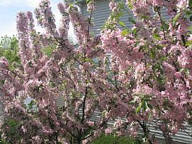 Single Family house Award 204 School in Aurora, IL (Photo 3 of 3)