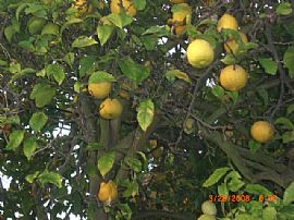 HOME FOR RENT in North Long Beach, CA (Photo 6 of 6)