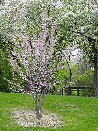 Lisle, IL voted #20 in top 100 places in Lisle, IL