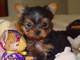Perfect Gift Yorkie Puppies for Adoption in Reno, NV