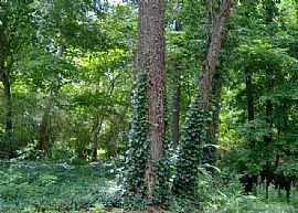 5 bedroom home with hardwoods in Marietta, GA (Photo 6 of 6)