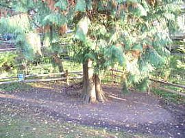 FREE DECEMBER- 2bd 2.5 bath townhouse  in Kirkland, WA (Photo 4 of 4)