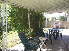 Arcadia Charmer Available Jan. 13th 2009 in Phoenix, AZ (Photo 2 of 3)