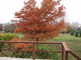 Country Home in the City in Sherwood, OR (Photo 6 of 6)