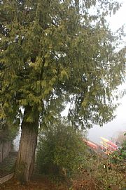 Live on Water. Luxurious 3 bd, 1.5 bath in Auburn, WA (Photo 3 of 6)