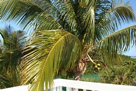 Tranquil Luxurious home  in Islamorada, FL (Photo 5 of 6)