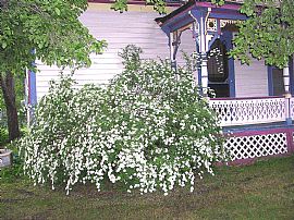 Gorgeous! Historic 3-4 BDRM Victorian in La Crosse, WI (Photo 5 of 6)
