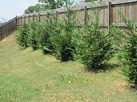 Fenced 3 Bed / 2 Bath Ranch in Flowery Branch, GA (Photo 4 of 4)