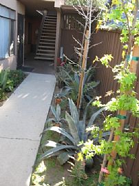 FURNISHED SINGLE, PRIVATE PATIO, IKEA FURNITURE, 2 WEEKS FR in Hollywood, CA (Photo 2 of 6)