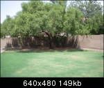 3 BR House, 1550 sq. ft., Large Backyard in Avondale, AZ (Photo 3 of 4)