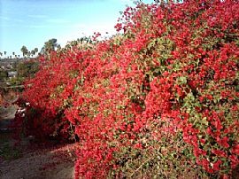 Lovely 1 BR, 1 BA Home With Private Courtyard in Los Angeles, CA (Photo 5 of 5)