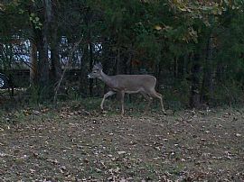 Rogers Ar Furnished Home Util +pd Beaver Lake I-540 10 Ml E 94  in Rogers, AR (Photo 12 of 12)