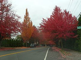 QUIET, SPACIOUS, CONVENIENT 2 BR, 1 BA APARTMENT in Kenmore, WA (Photo 4 of 6)