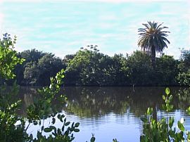 Cozy 1 BR, 1 BA Unit at Sea Ranch Apartments in Sarasota, FL (Photo 3 of 4)