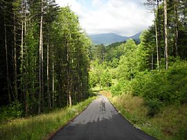 Lovely 3 Bedroom Tree Top Home with Beautiful Wood Trim in Franklin, NC (Photo 5 of 6)