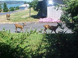 Cozy 2 Bedroom Home with Water View - Garage and Studio in Freeland, WA (Photo 3 of 6)