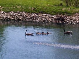 Wonderful 1, 2, and 3 Bedroom Apartments on Private Lake in Kansas City, MO (Photo 6 of 6)