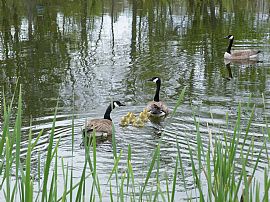 Executive 4 Bedroom Home on Canal with Dock in Lockport, NY (Photo 12 of 12)