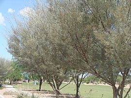 Beautiful 3 Bedroom Former Model Home Open Floor Plan
 in Maricopa, AZ