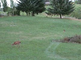 Quaint 3 Bedroom Home with 1800 Sq. Ft. on Nearly 5 Acres in Gaston, OR (Photo 6 of 8)