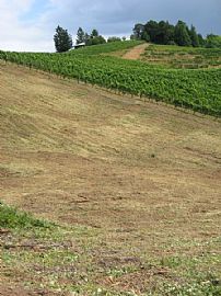 Quaint 3 Bedroom Home with 1800 Sq. Ft. on Nearly 5 Acres in Gaston, OR (Photo 7 of 8)