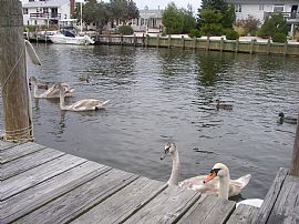 Sublime 3 Bedroom Waterfront Home with Office and Boat Dock  in Barnegat, NJ (Photo 2 of 6)